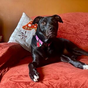 Meet your Posher, Kat